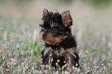 YORKSHIRE TERRIER 392